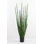 Kentia Palm Tree with Pot