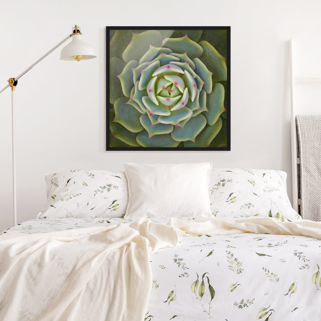 Gerahmtes Poster Succulent - Echeveria Ben Badis