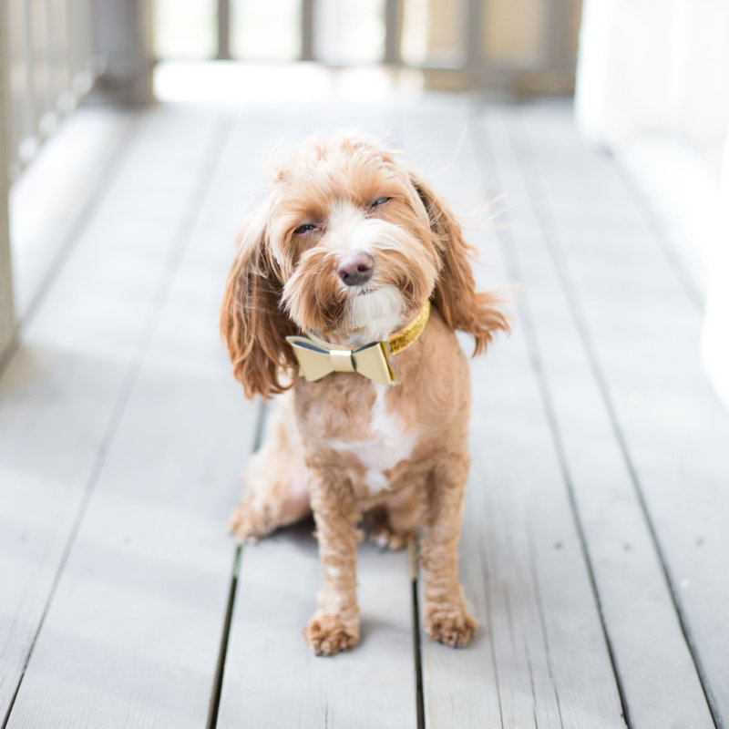 Cute Puppy by HannahWade - Wrapped Canvas Print, 122cm H x 122cm W x 3.8cm D