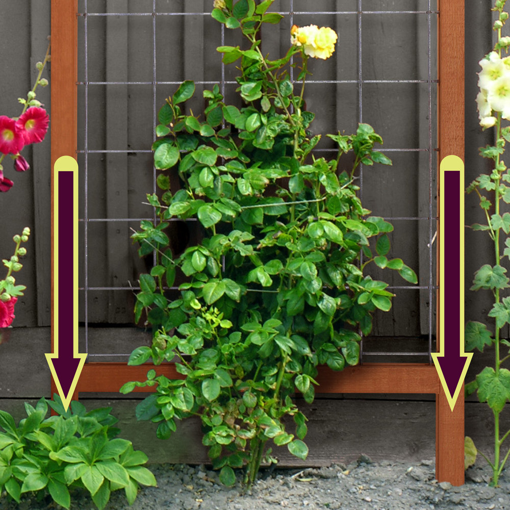 Arlmont & Co. Novalei 48" H x 24" W Lattice Panel Trellis & Reviews | Wayfair