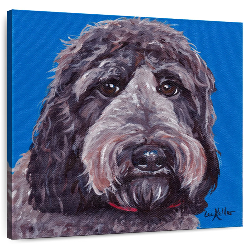 Crowle Labradoodle, 30" H x 30" W