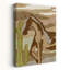 Art sauvage, paysage sauvage, cheval sauvage, cactus