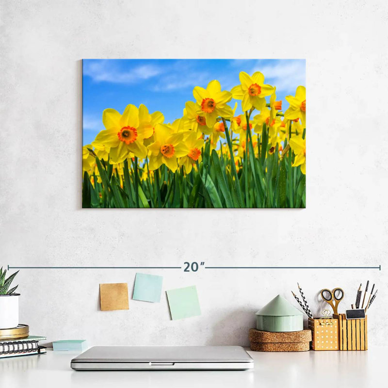 Dutch Master Daffodils, 8" H x 12" W