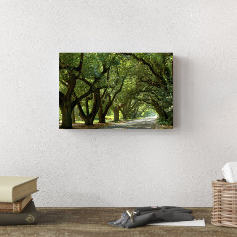 «Canopy Road II» par James McLoughlin - photographie sur toile tendue, H 8 po x l 12 po