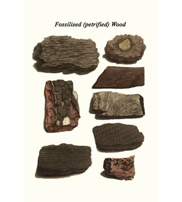 Bois fossilisé-impression d’art graphique
