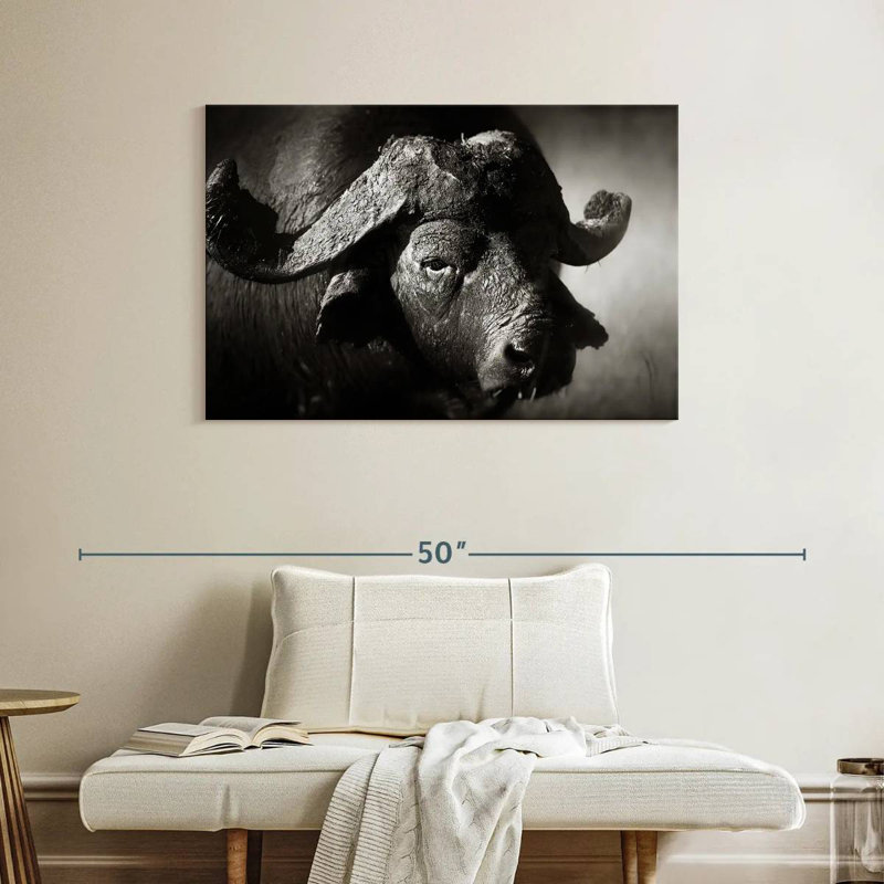 Buffle d'Afrique sauvage Brampt, H 26 po x l 39 po