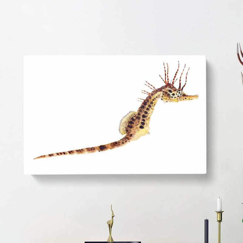Illustration Of A Seahorse by F.E. Clarke - Wrapped Canvas Painting, 50cm H x 76cm W x 3cm D
