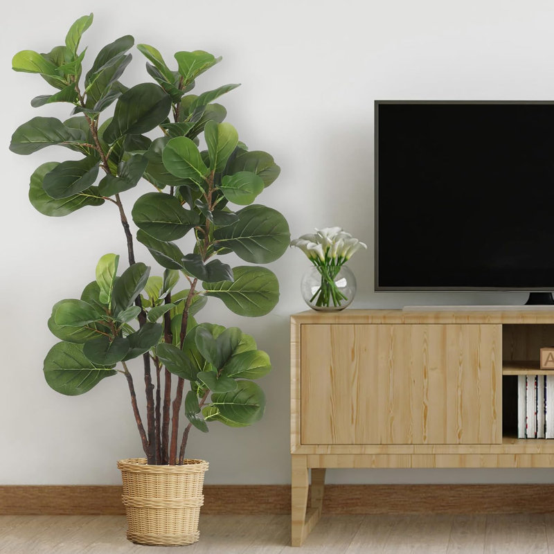 47cm Plant