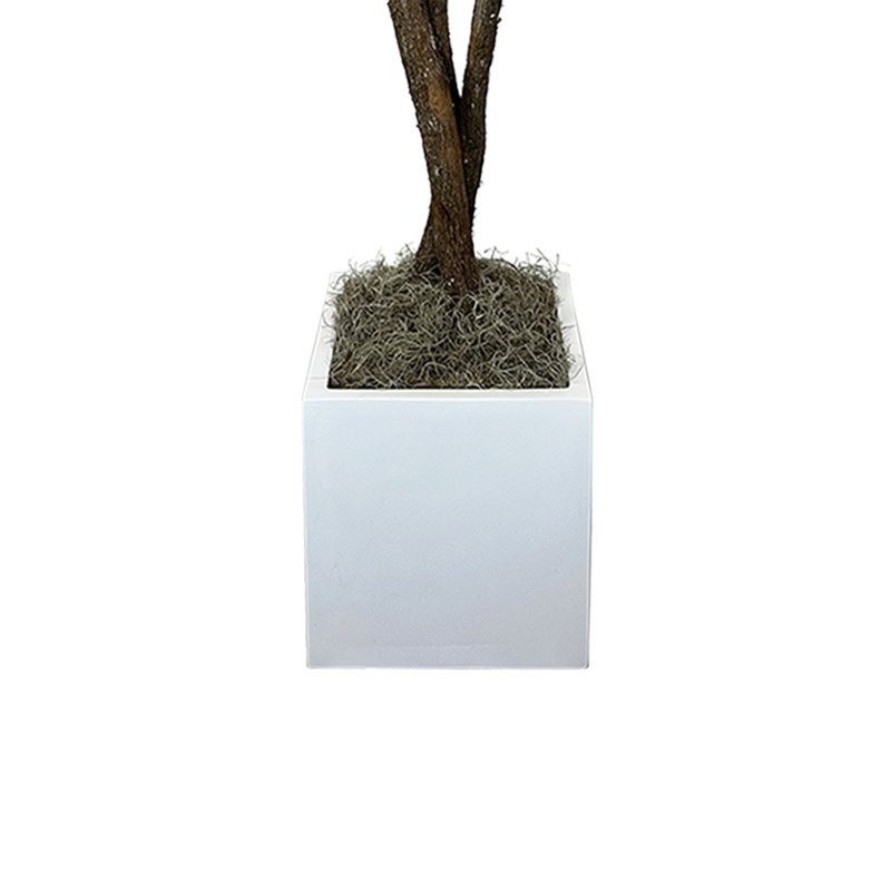 Green Myrtle Tree in White Pot