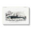 Hunted Whale by Charles D' Orbigny - Wrapped Canvas Painting-55359514