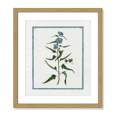Colombe "Shabby Elegance Botanical I" Print