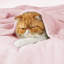 Couvertures douillettes et douillettes pour lit, canapé, canapé, voyage, camping-105628034-105628035