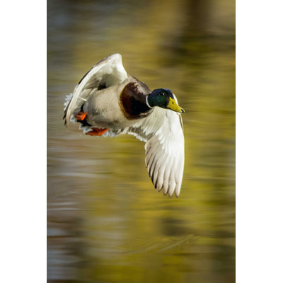 Mallard Flight I