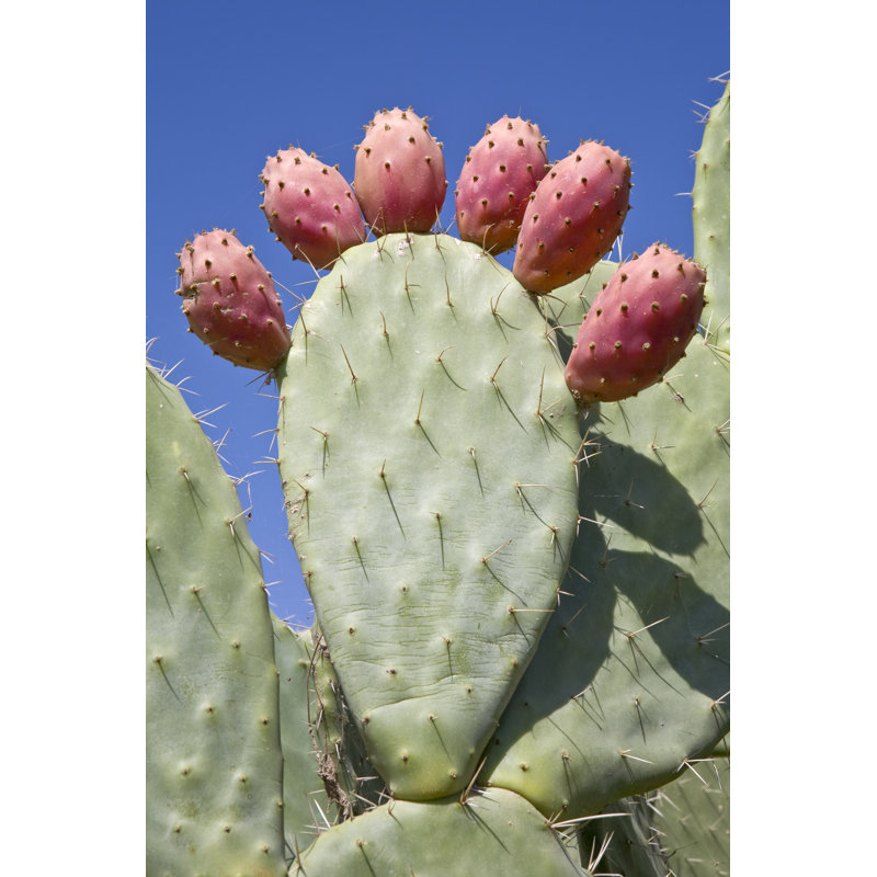 Quercia Opuntia by WitR - Wrapped Canvas Print, 30cm H x 20cm W x 3.8cm D
