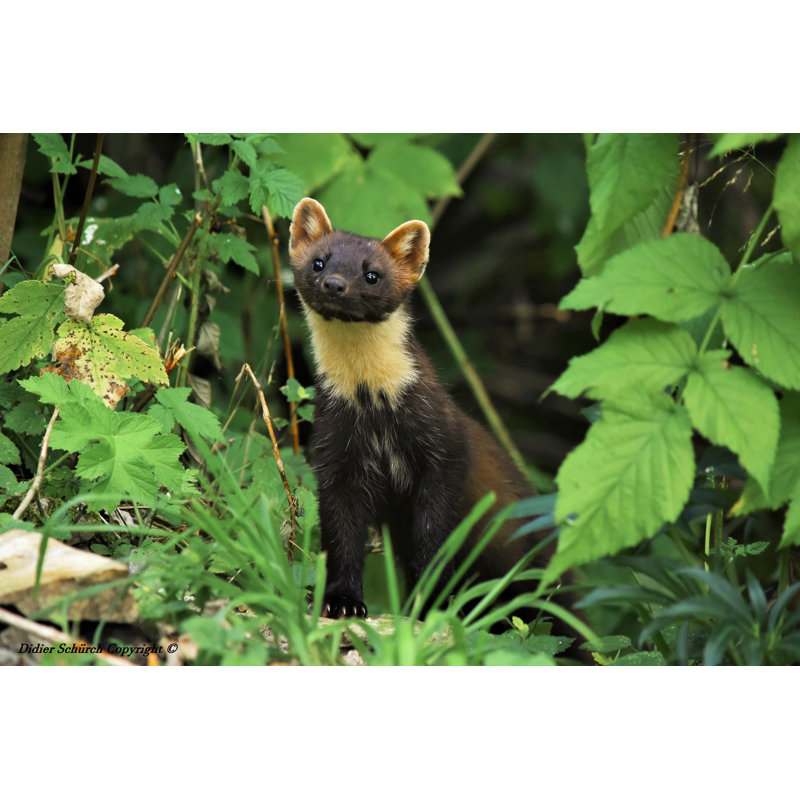 Pine Marten by Didierphoto - Wrapped Canvas Print, 20cm H x 30cm W