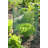 12 Foot Modular Garden Fence System