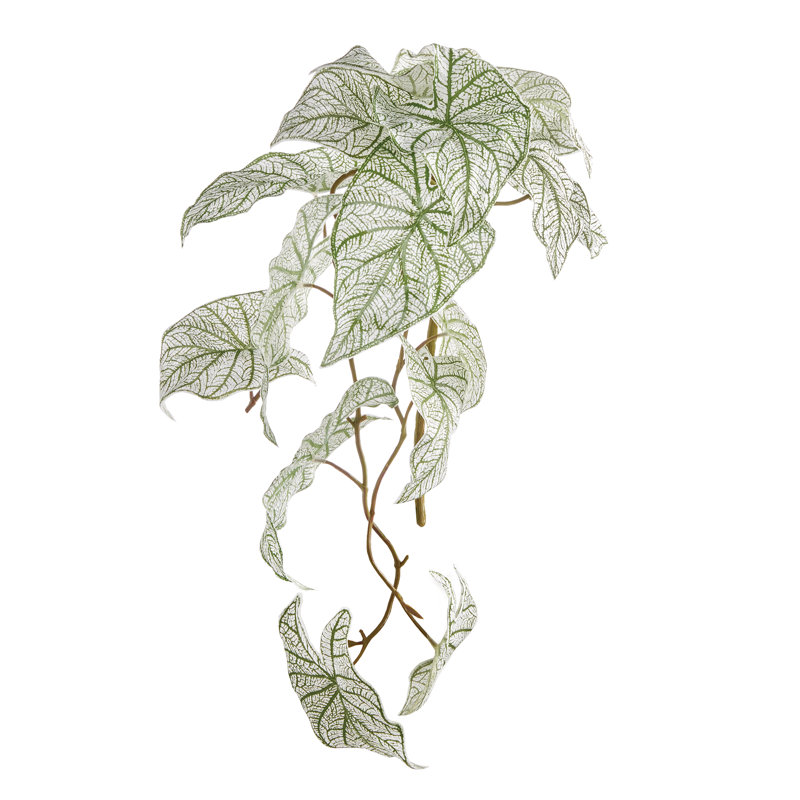 Caladium Spiller Stem