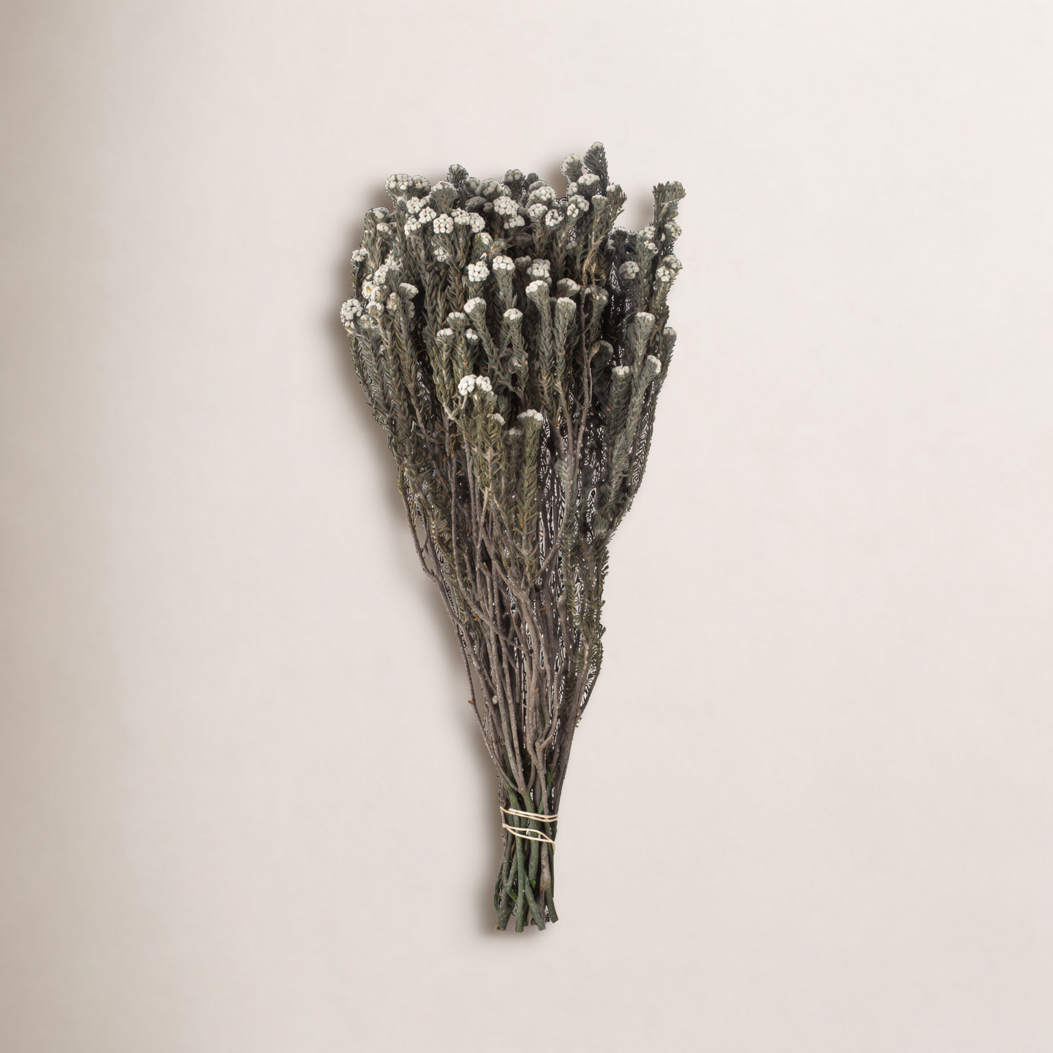 Vickerman 16" Cotton Phylica Plant, Brown