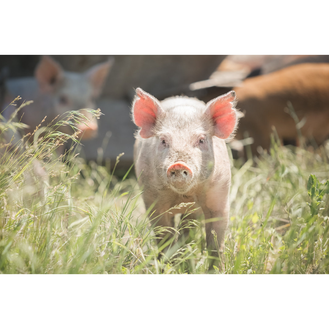 Niedliches Ferkel im Gras stehend von Debibishop - Drucken