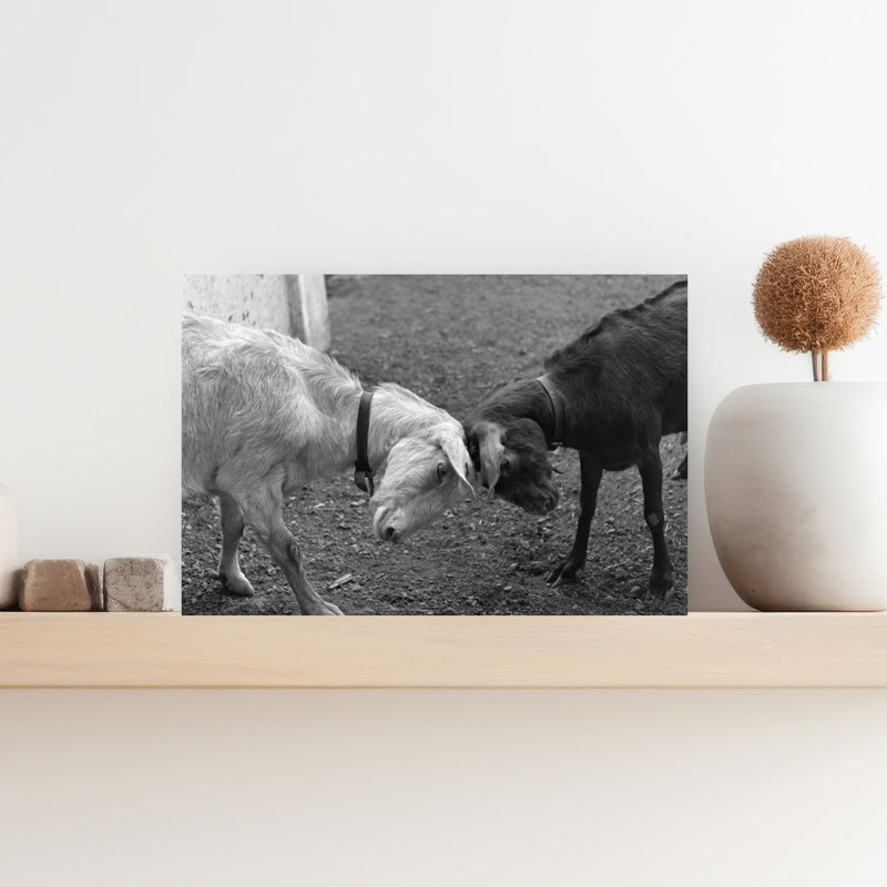 A Black & A White Goat Butting Heads Classic Retro Vintage Animal Landscape Wall Art, H 12 po x l 18 po