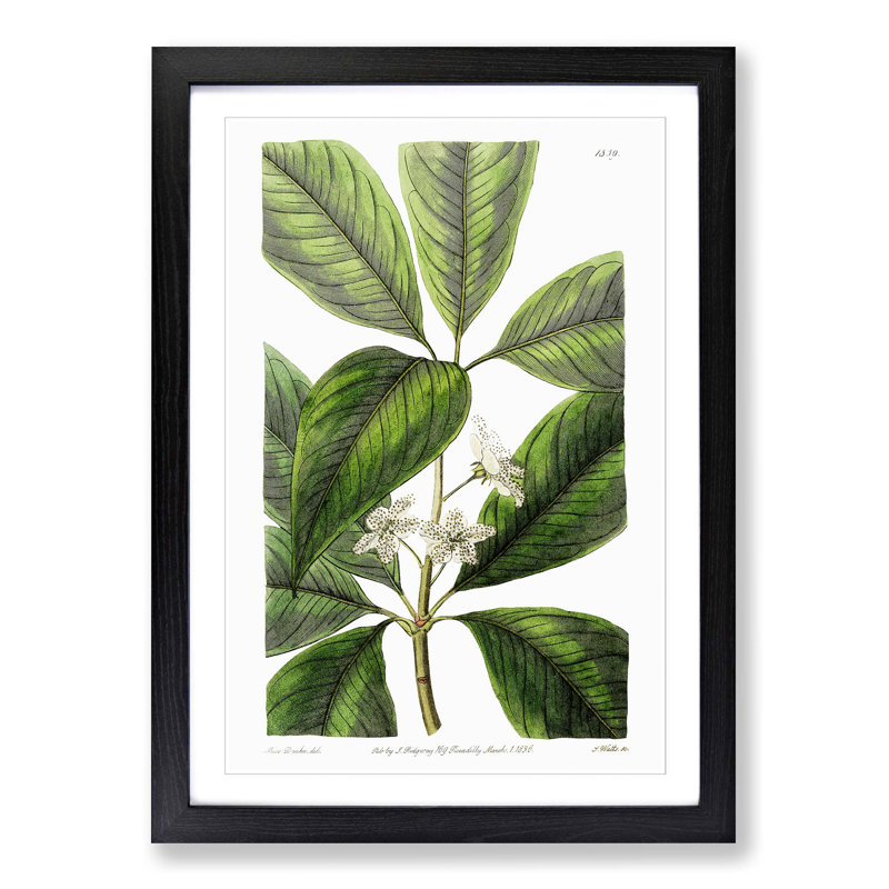 Flowering Tristania Plant - Picture Frame Painting Print, 48cm H x 36cm W x 2cm D, Black Framed