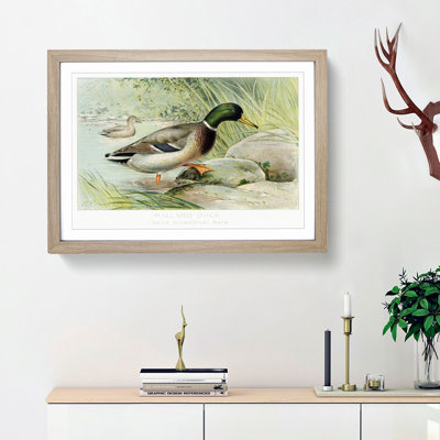 Mallard Duck by J.L. Ridgway - Picture Frame Art Print