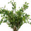 Smilax Arranged In A Ceramic Vase