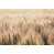 Wrapped Canvas selected