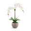 Cassis RealTouch Orchid Arrangement-1130723158