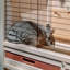 Weather Resistant Rabbit Hutch