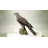 Northern Goshawk Standing on Rock Statue