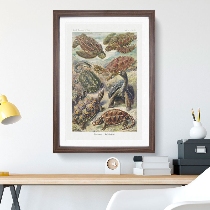 Turtles by Ernst Haeckel - Picture Frame Painting, 48cm H x 36cm W x 2cm D, Walnut