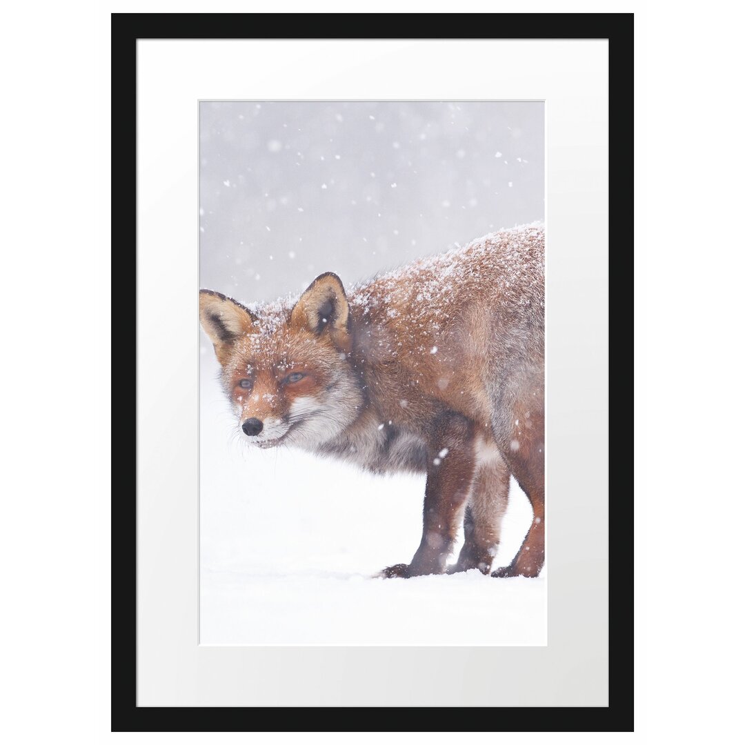 Gerahmtes Poster Roter Fuchs im Schneegestöber