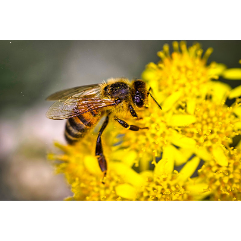 «Emmrie Bee» sur toile, H 32 po x l 48 po