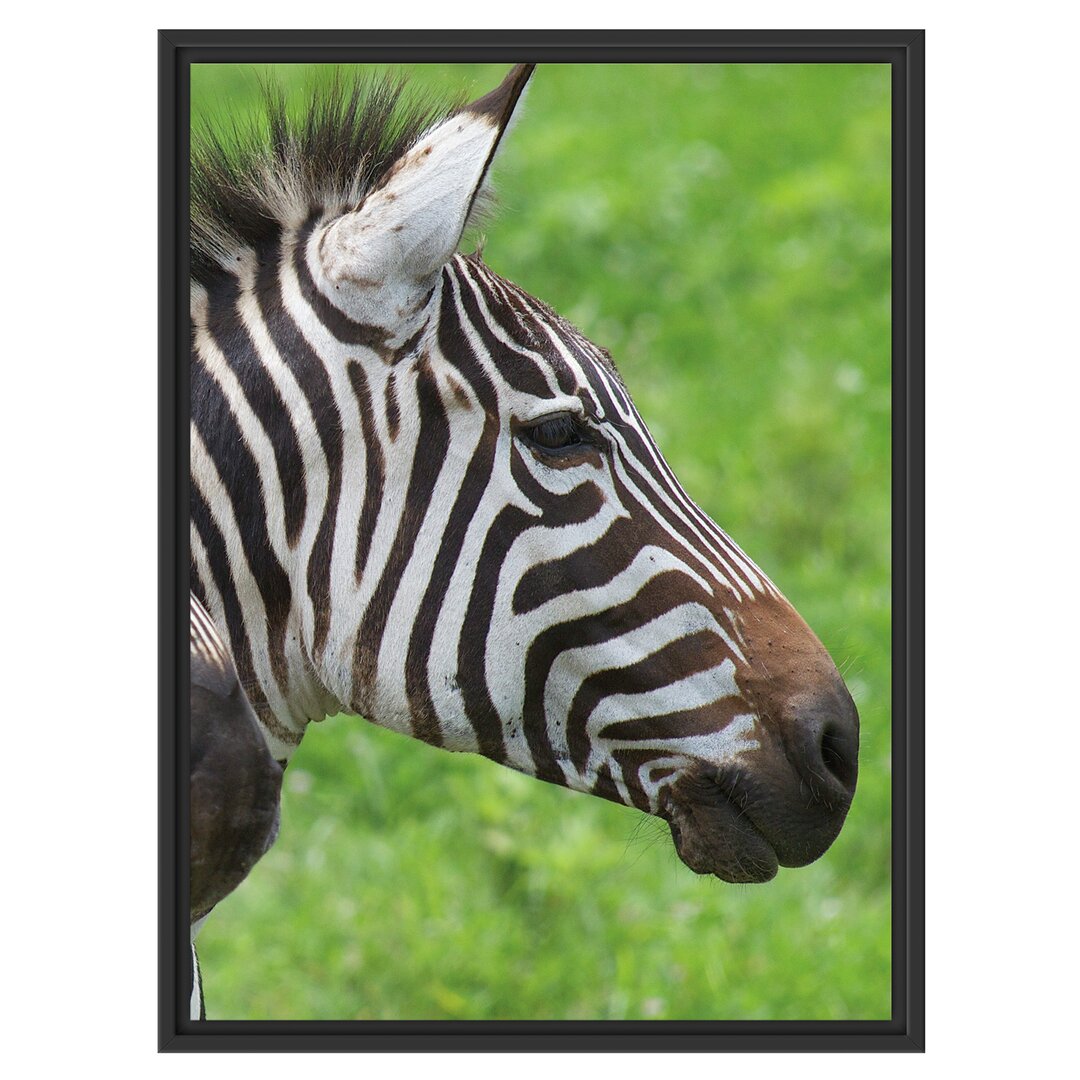 Gerahmtes Wandbild schönes Zebrapaar