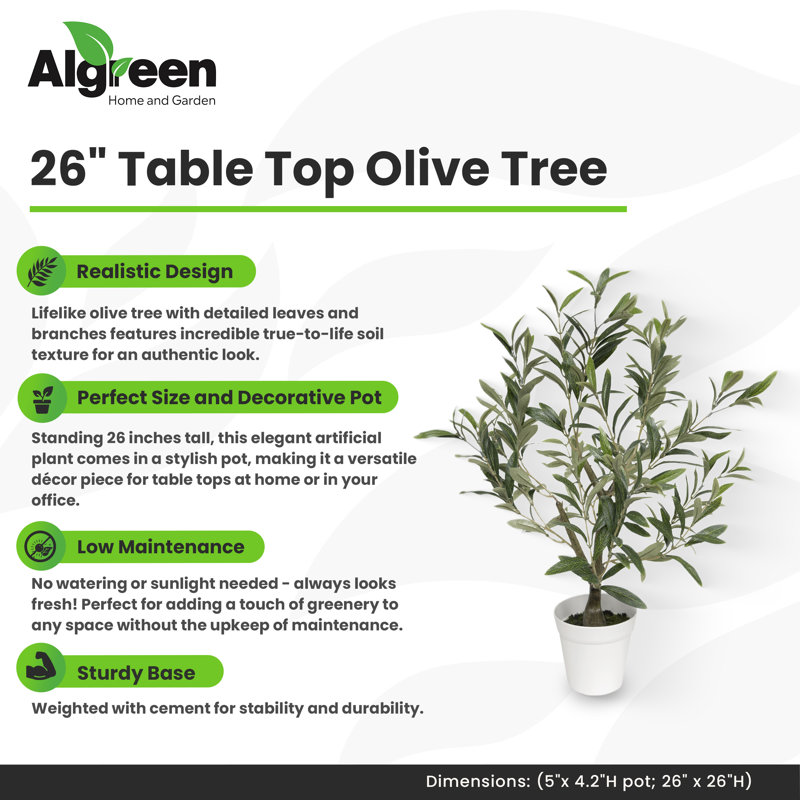 Table Top Olive Tree