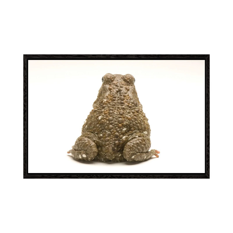 An Egyptian Or Square-Marked Toad At The National Mississippi River Museum And Aquarium by Joel Sartore - Gallery-Wrapped Canvas Giclée on Canvas