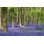 Bluebell Wood - photographie sur toile tendue