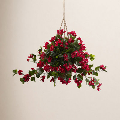 Bougainvillea Hanging Basket
