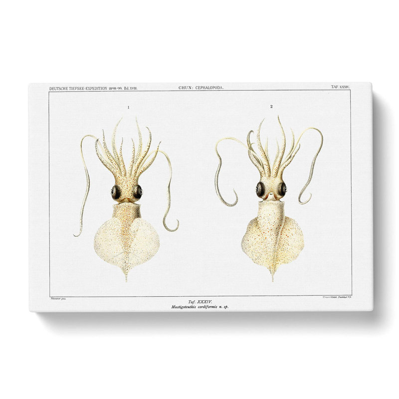 Love Heart Squid by Carl Chun - Wrapped Canvas Painting, 40cm H x 60cm W x 3cm D