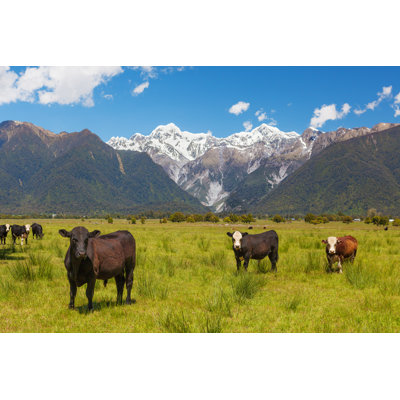 Grazing Cows by Tsvibrav - Wrapped Canvas Print