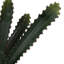 Cactus succulent en pot