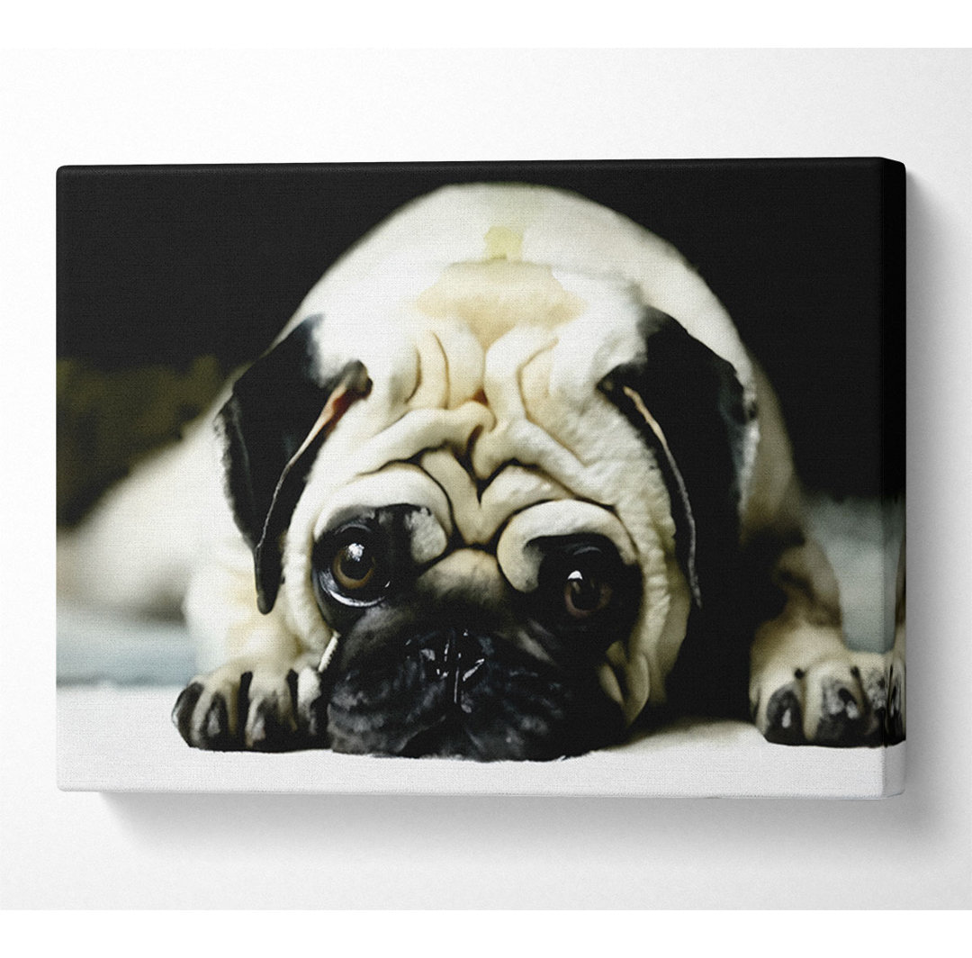 Mops - Kunstdrucke auf Leinwand - Wrapped Canvas