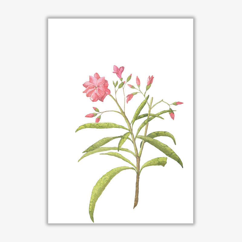 Pink Flower - Print, 42 cm H x 30 cm W x 1 cm D, No Frame