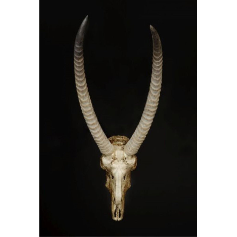 Skull And Bones III Print by Nash Rambler, 60" H x 40" W x 1.5" D, Plexi
