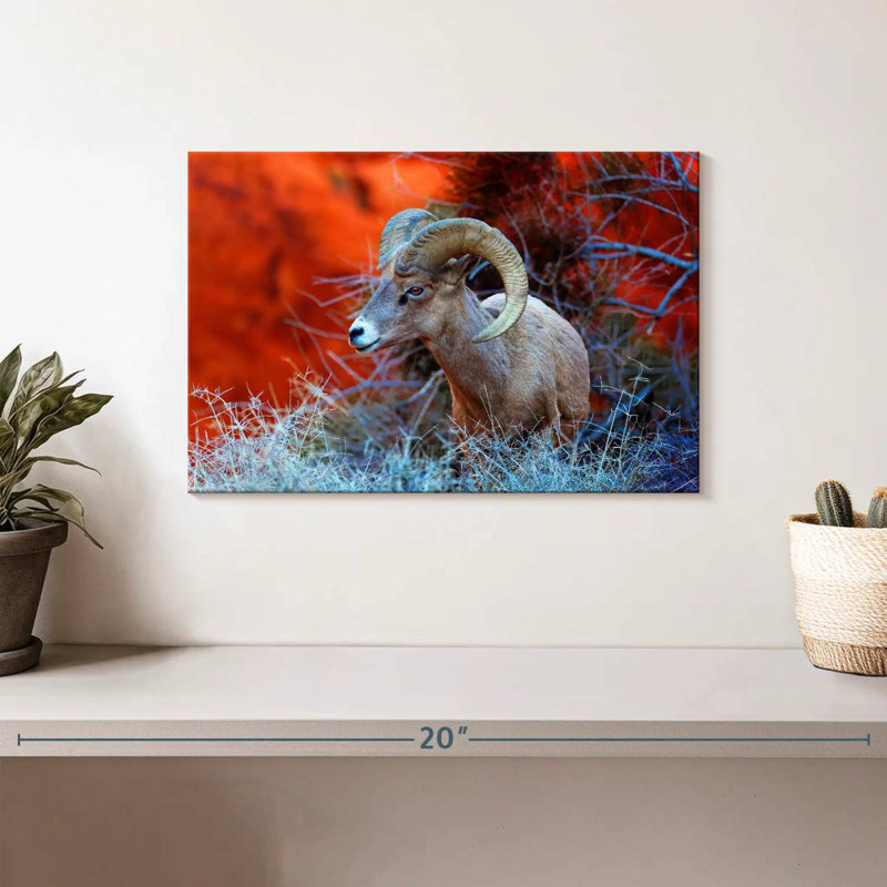 Bélier Brampt Bighorn Sheep