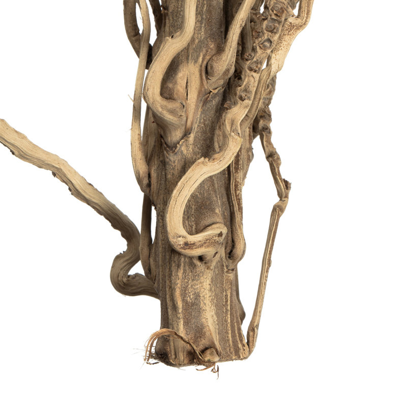 Faux Medusa Branch