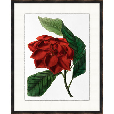 Red Flower 4 Print