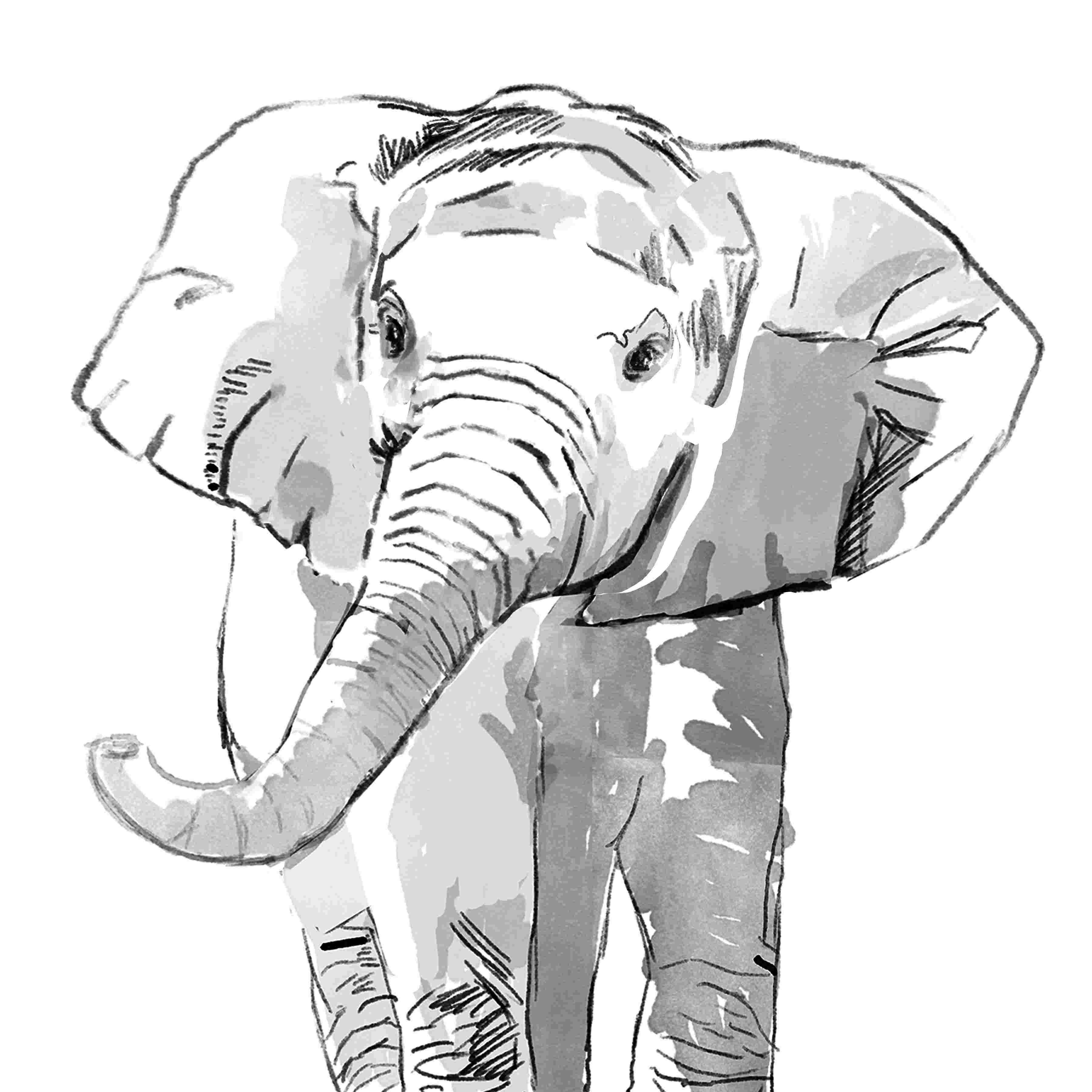 AFRICAN ELEPHANT artwork pencil drawing print A3 / A4 sizes signed art |  eBay-saigonsouth.com.vn