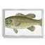 Large Bass Mouthed Black Bass - reproduction d'art sur toile encadrée-784726676-784726677